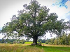 Antrag Erarbeitung einer Baumschutzsatzung
